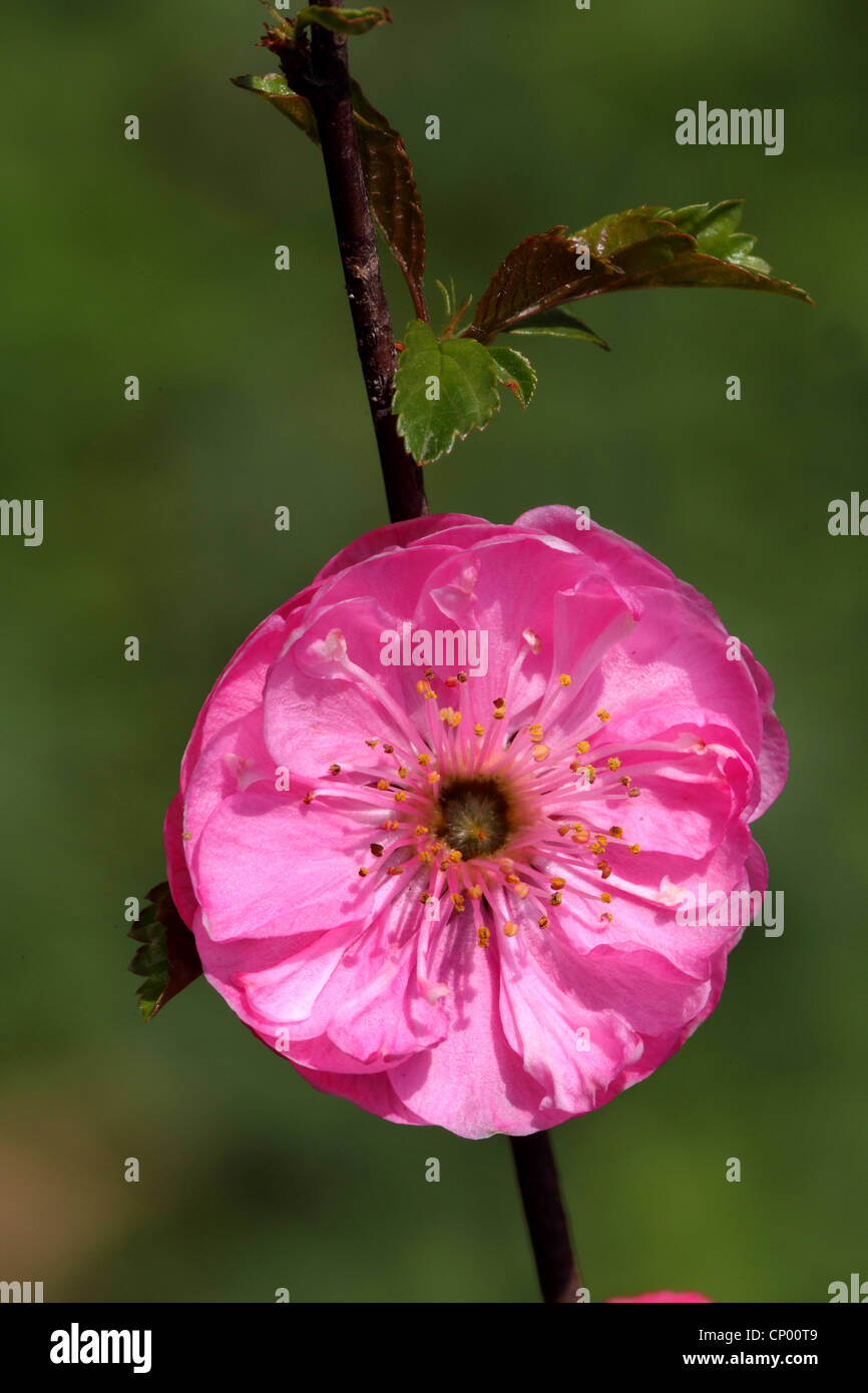 süße Mandel (Prunus Amygdalus var. Dulcis, Prunus Dulcis var. Dulcis), gefüllte Mandel Blume Stockfoto