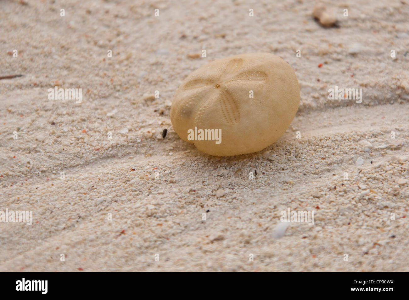 Sanddollar, wahrer Sand-Dollars (Clypeasteroida), Sanddollar am Strand, Tansania, Sansibar Stockfoto