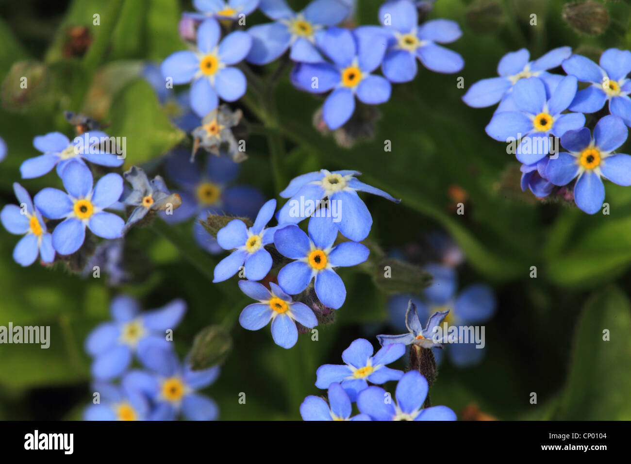 Holz-Vergissmeinnicht, Wald-Vergissmeinnicht (Myosotis Sylvatica), blühen Stockfoto