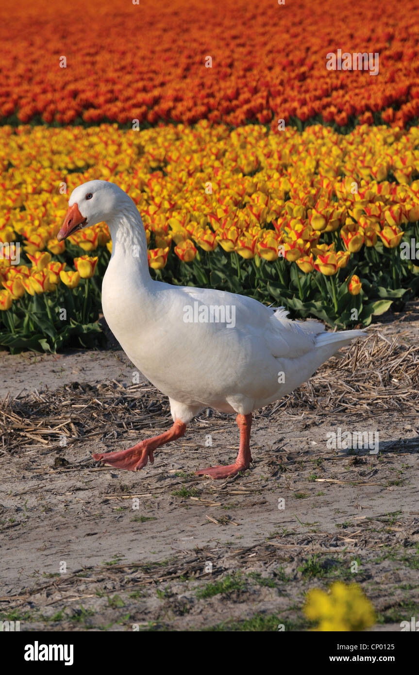 heimischen Gänse (Anser Anser F. Domestica), watscheln am Rande des blühenden Tulpenfeld, Niederlande Stockfoto