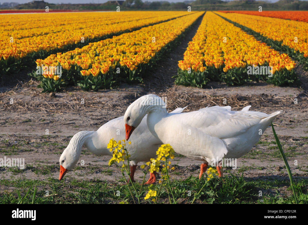 heimischen Gänse (Anser Anser F. Domestica), zwei Gänse am Rande des Tulpenfeld, Niederlande Stockfoto