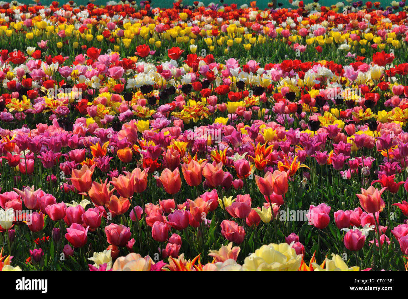 Common Garden Tulip Tulipa Gesneriana Stockfotos und bilder Kaufen Alamy