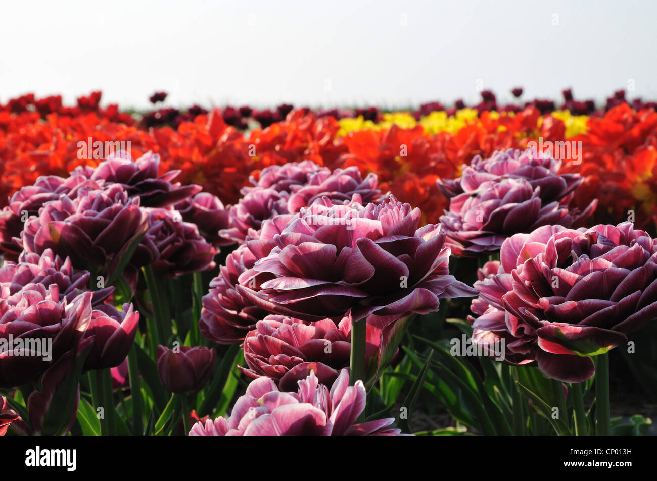 gemeinsamer Garten-Tulpe (Tulipa Gesneriana), gefüllten lila Blüten, Niederlande Stockfoto