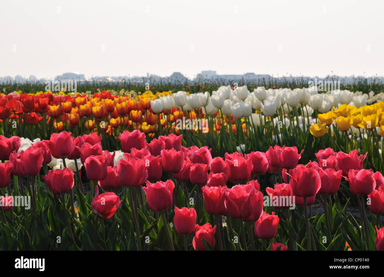 gemeinsamer Garten-Tulpe (Tulipa Gesneriana), bunte Blütenpracht ein Tulpenfeld, Niederlande Stockfoto