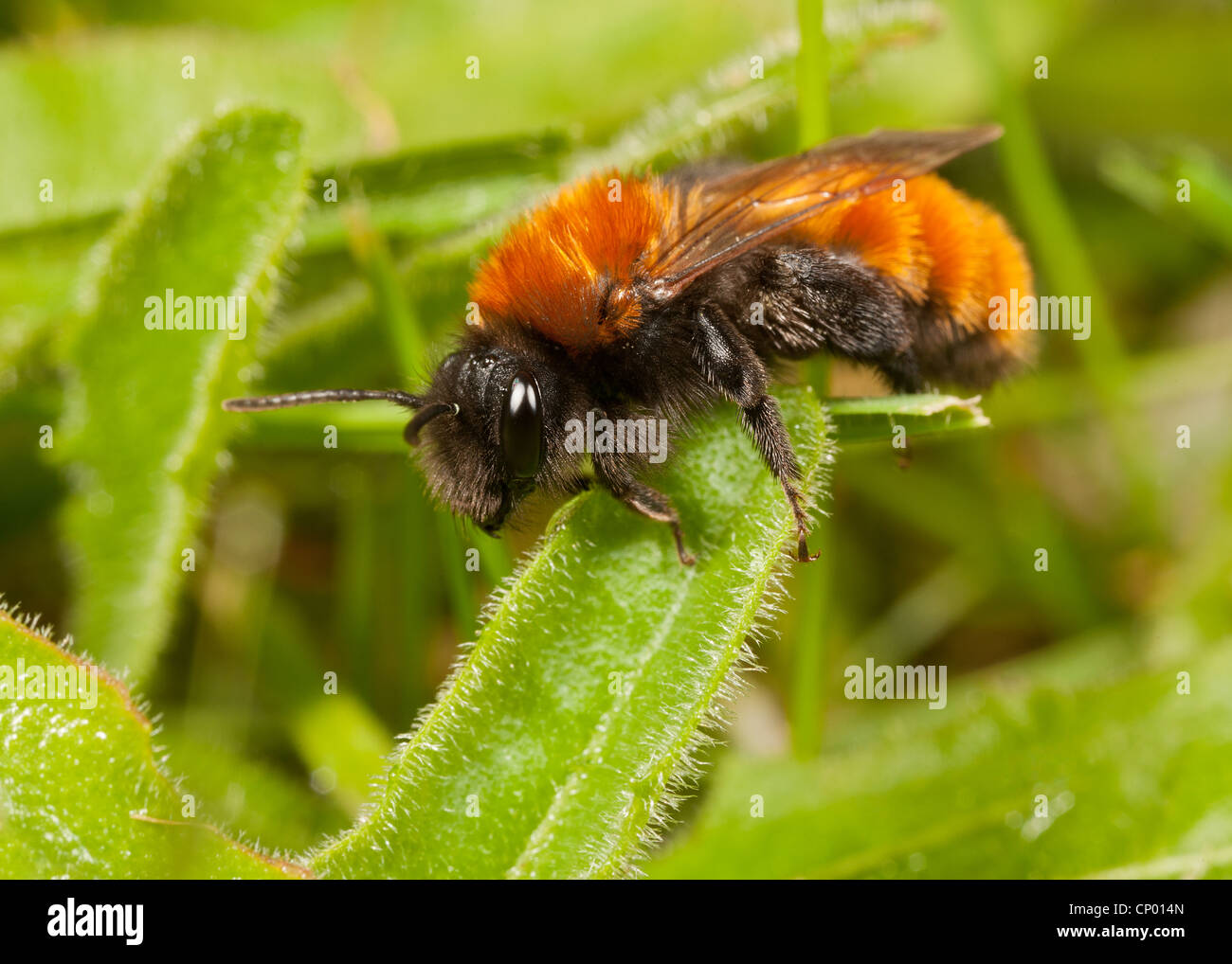 Eine weibliche Tawny Mining Biene - Andrena fulva Stockfoto