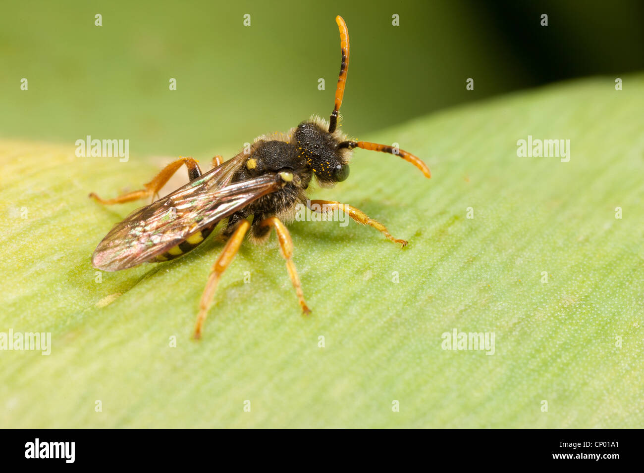 Ein Kuckuck Biene - Nomada Fucata, Cleptoparasite der Bergbau Biene Andrena Flavipes. Stockfoto