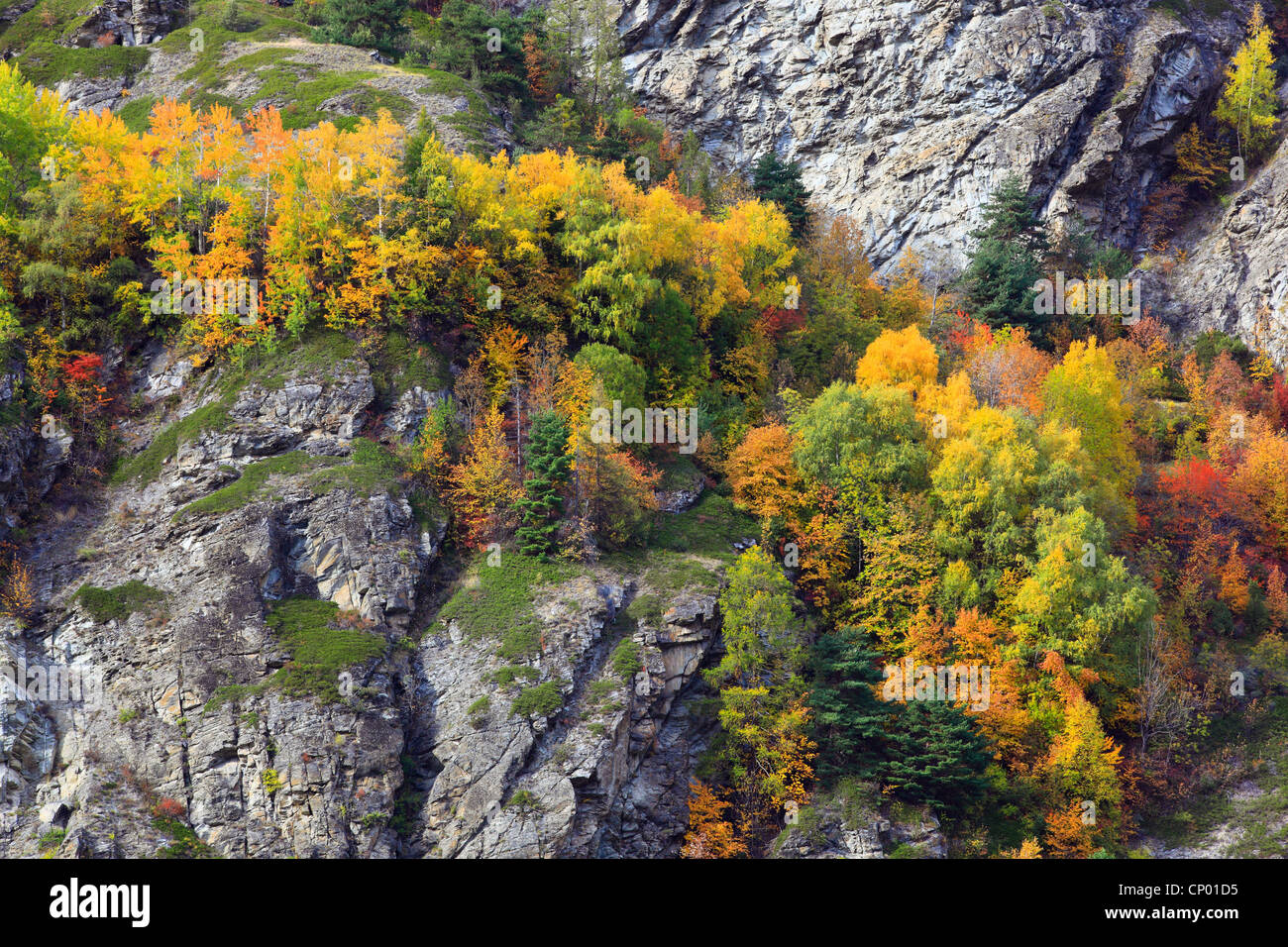 Mischwald im Herbst im Eringer Tal Tal, Schweiz, Wallis Stockfoto