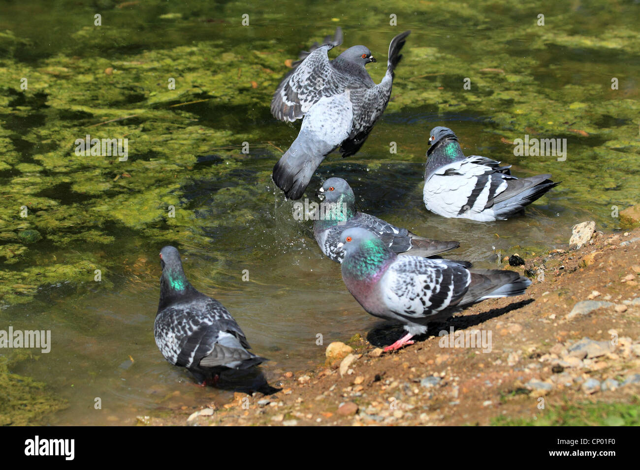 häusliche Taube (Columba Livia F. Domestica), Baden, Deutschland Stockfoto