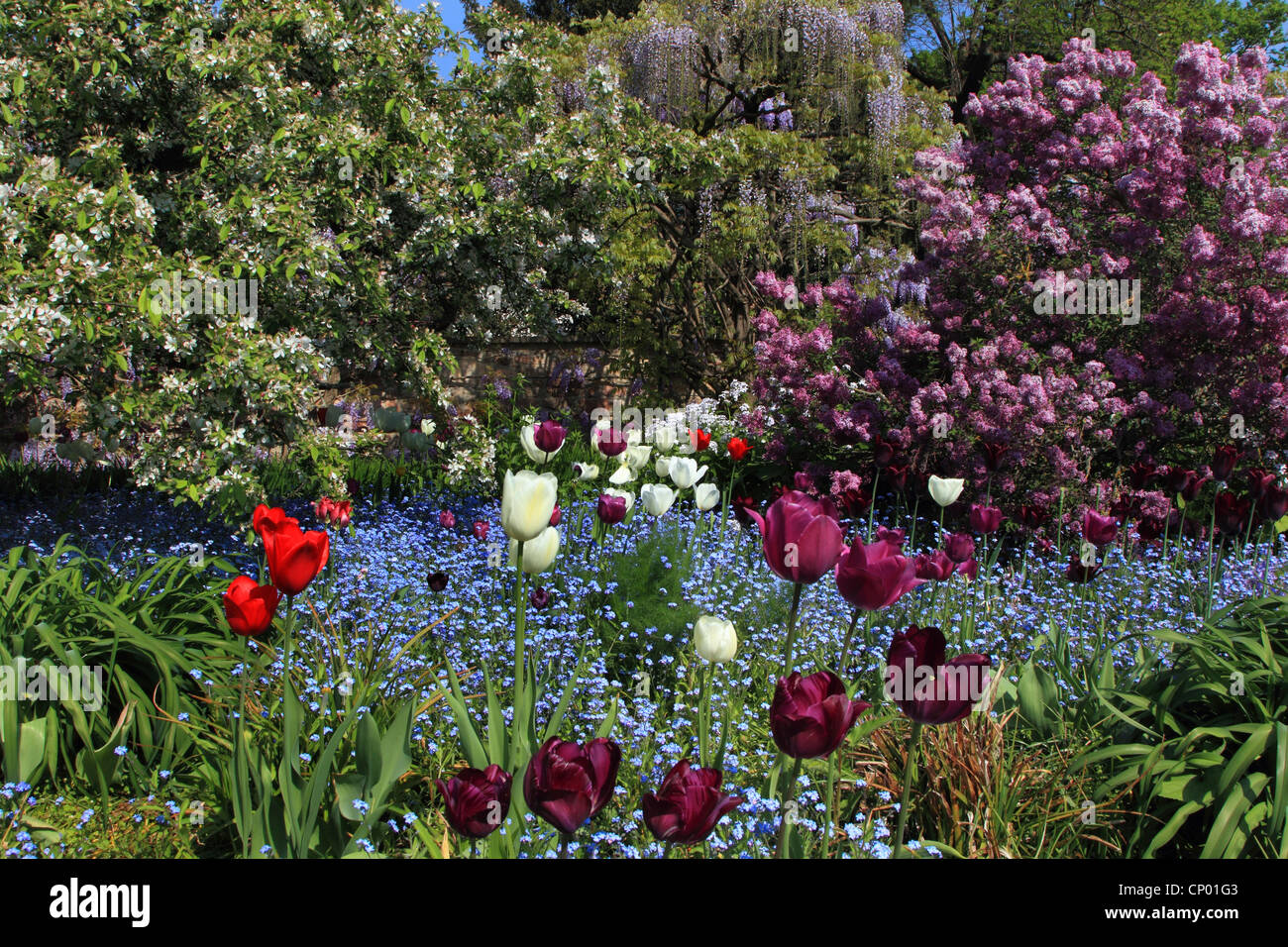 Common Garden Tulip Tulipa Gesneriana Stockfotos und bilder Kaufen Alamy