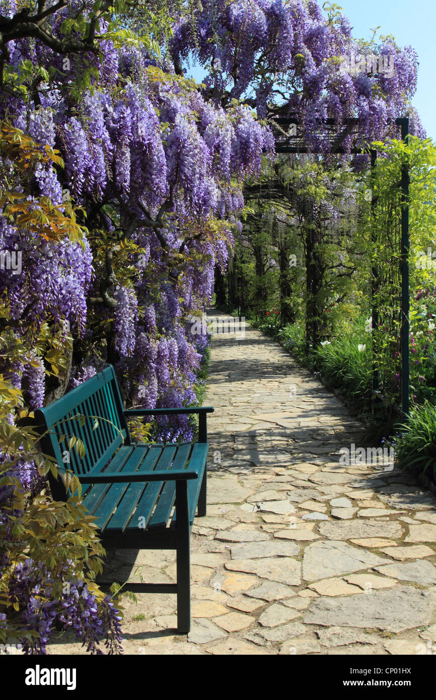 Chinesischer Blauregen (Wisteria Sinensis), GartenBank mit Glyzinien