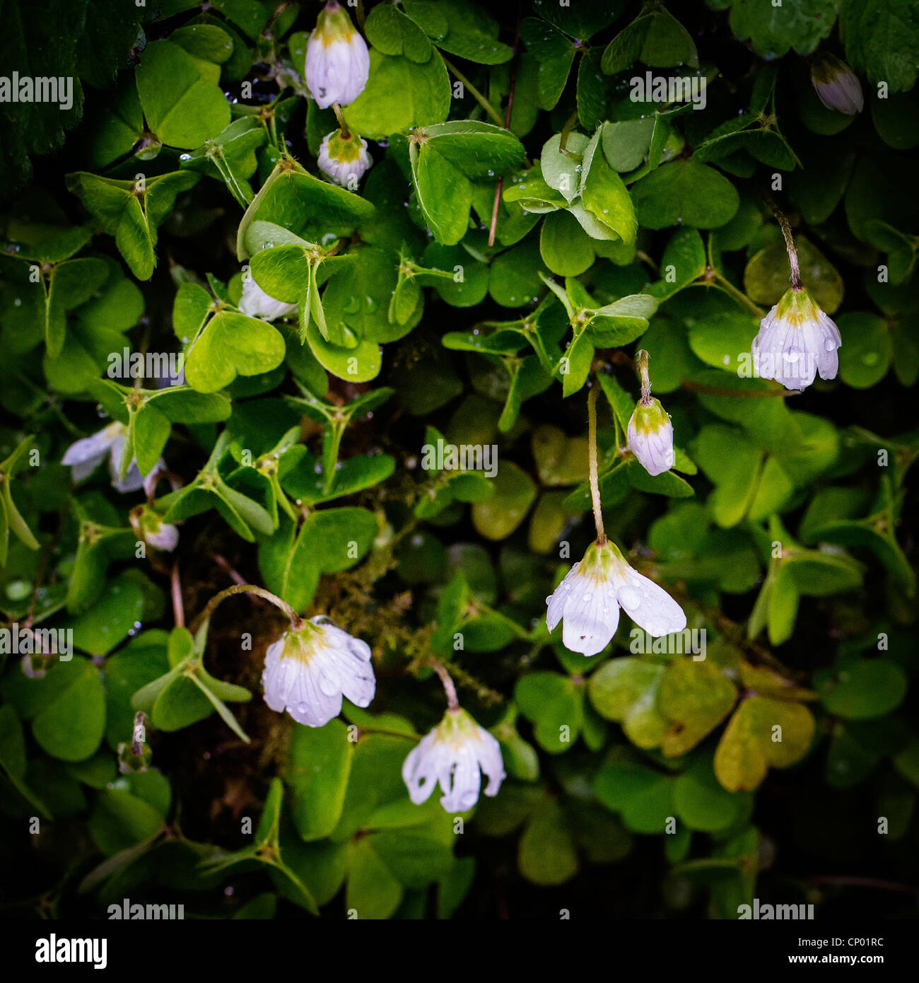 Sauerklee fand neben dem Pfad in Lymm dam Naturschutzgebiet, Cheshire, England Stockfoto