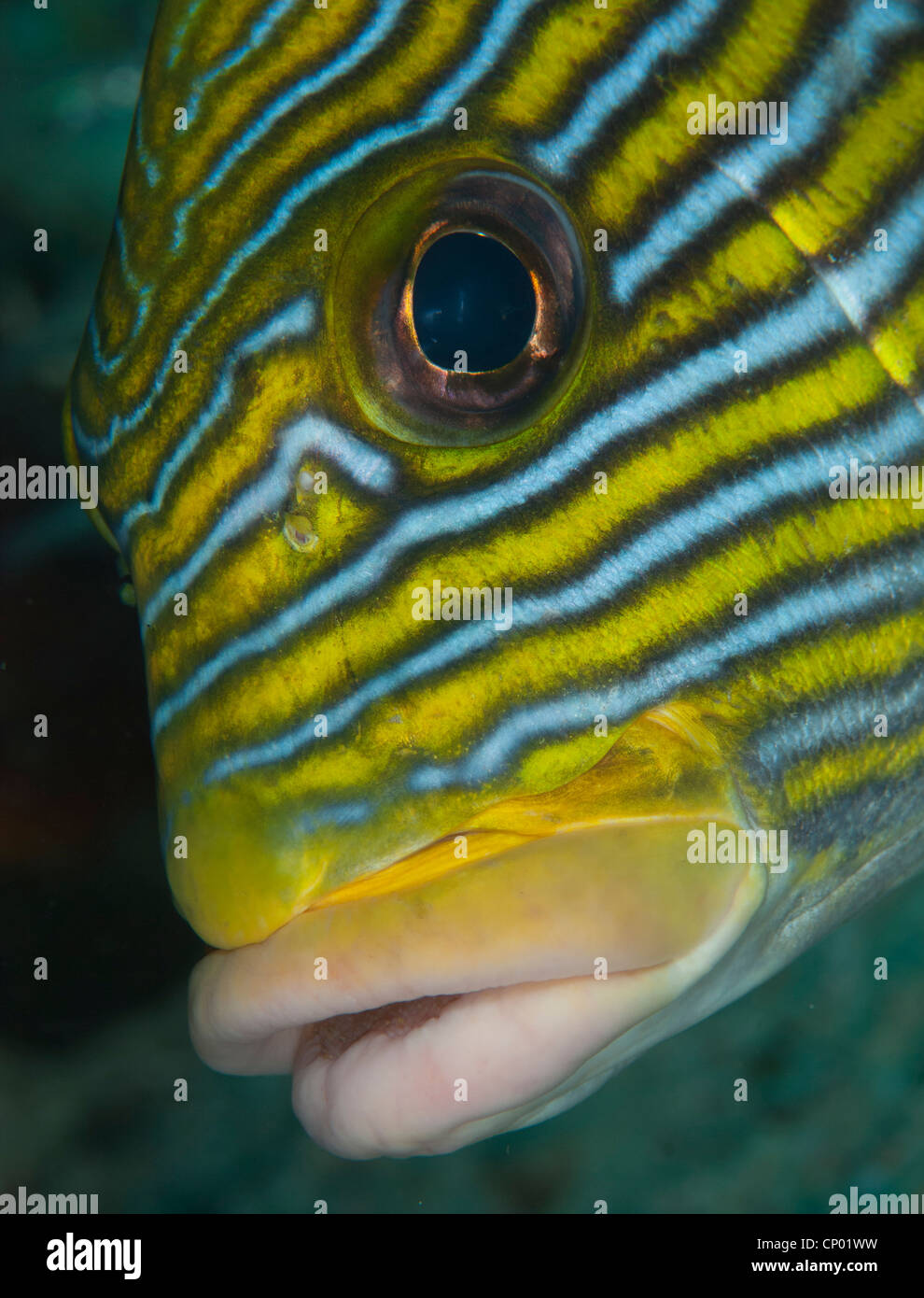 ein Close Up eines Fisches Stockfoto