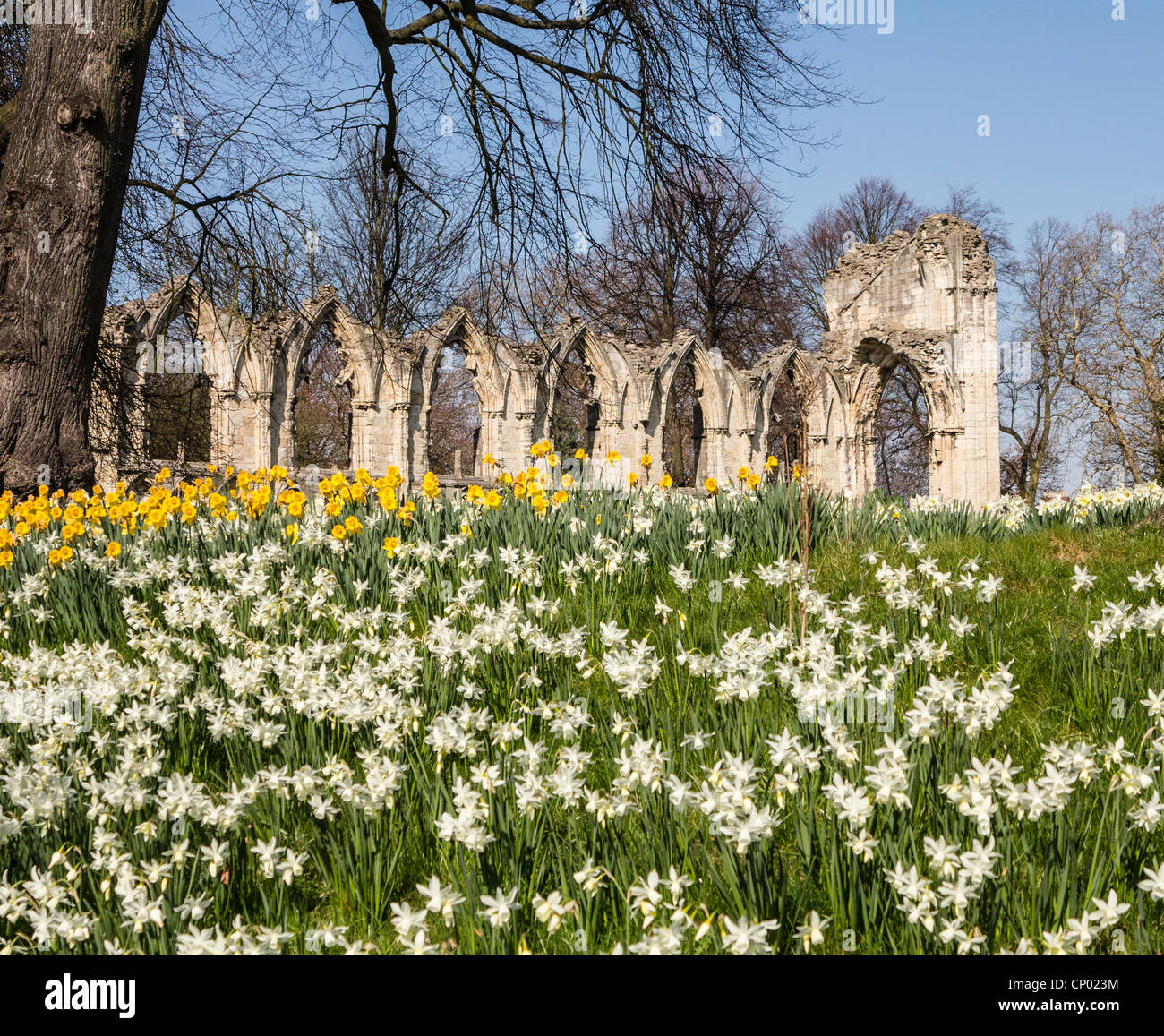 Narzissen und die Ruinen der St. Marys Abbey, York UK Stockfoto