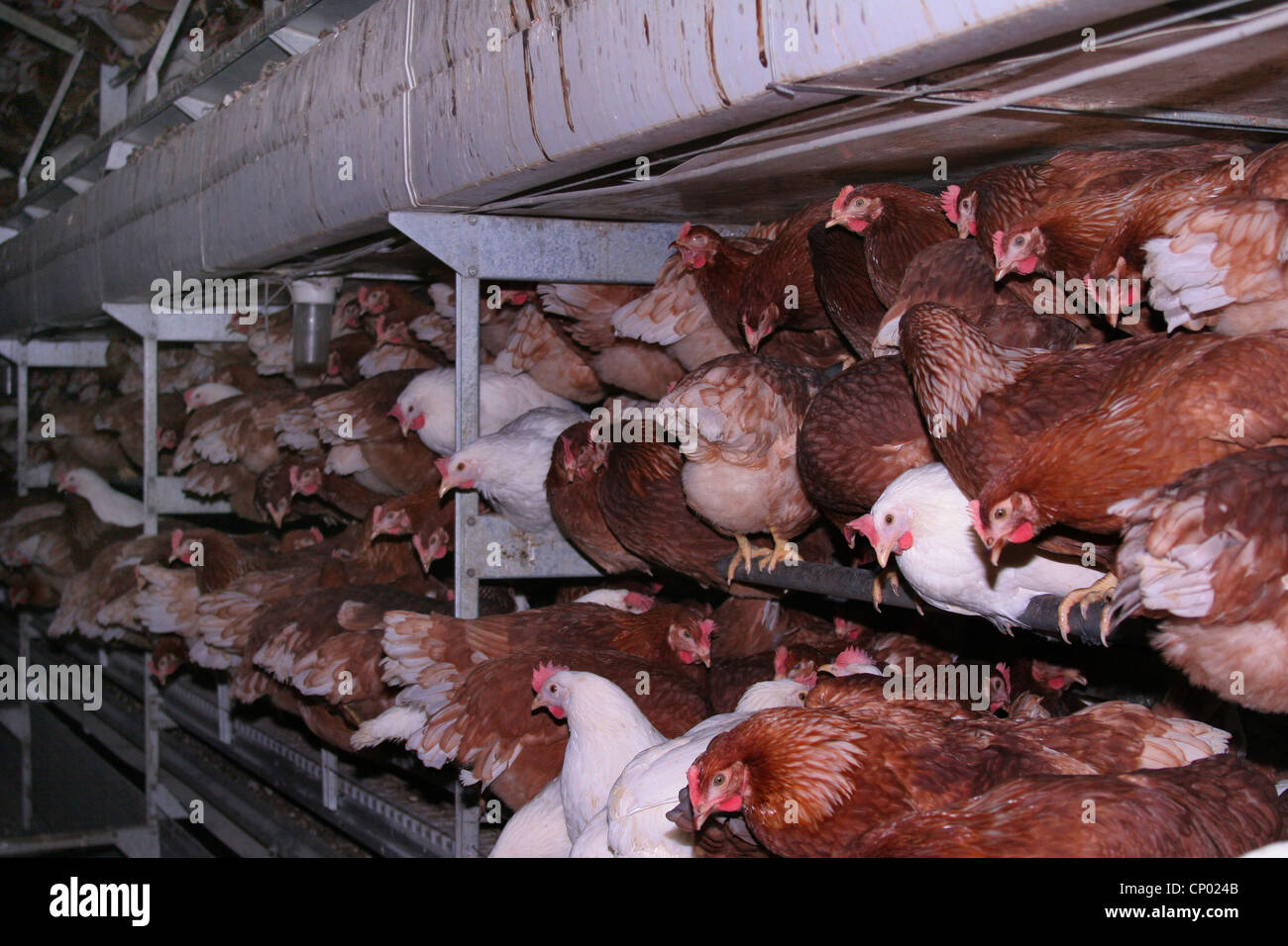 Hausgeflügel (Gallus Gallus F. Domestica), Legehennen in Batterie Bauernhof, Deutschland, Stockfoto