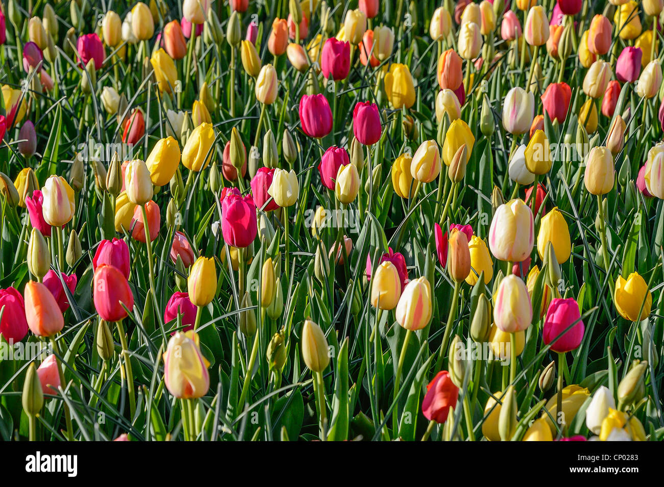 Tulpen in voller Blüte. Stockfoto