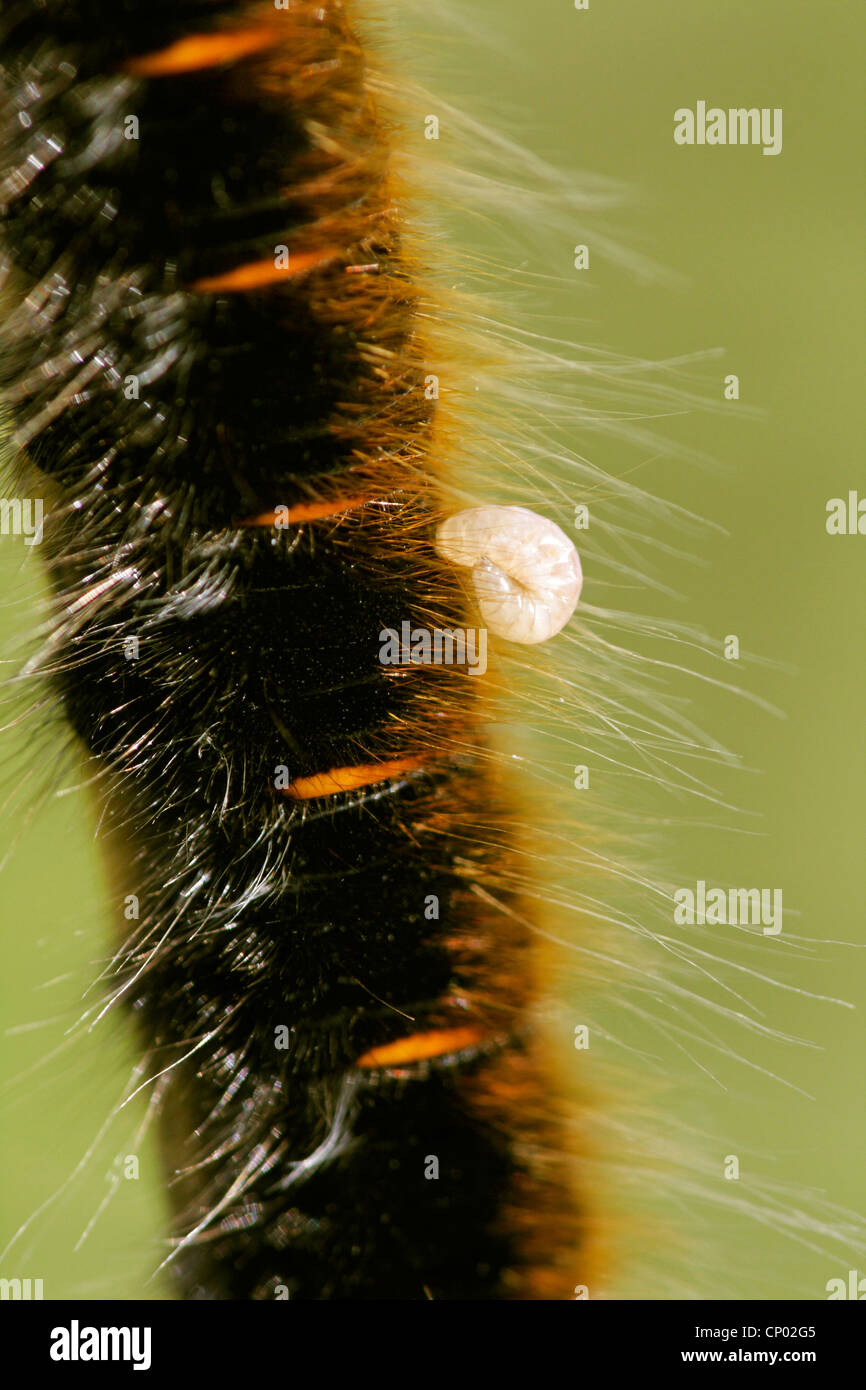 Fox Moth (Macrothylacia Rubi), mit Larve eines Parasiten, Deutschland, Baden-Württemberg Stockfoto