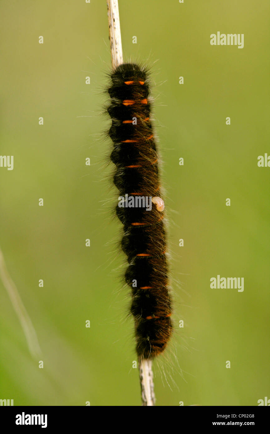 Fox Moth (Macrothylacia Rubi), mit Larve eines Parasiten, Deutschland, Baden-Württemberg Stockfoto