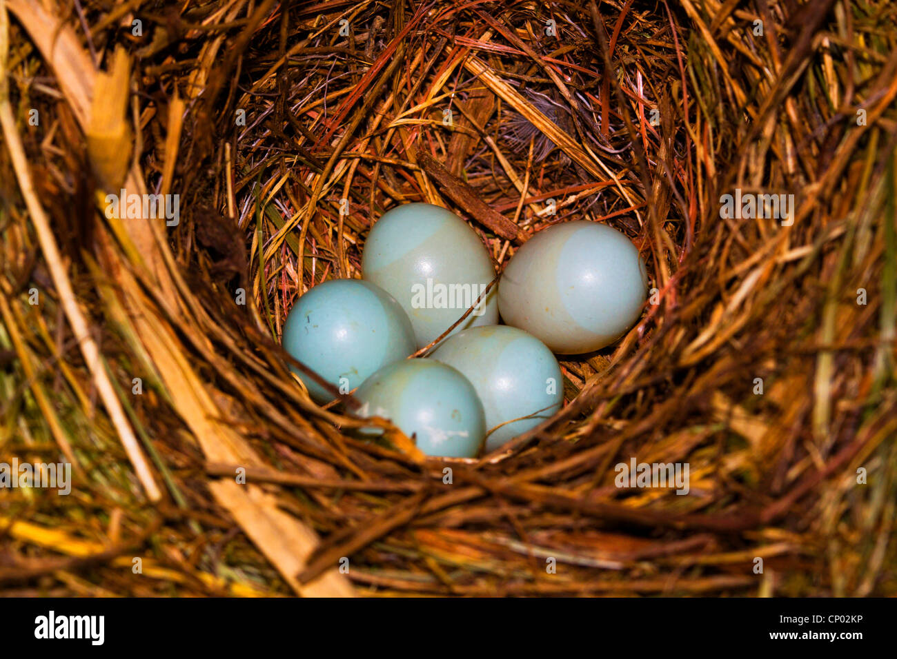 Halsbandschnäpper (Ficedula Albicollis), Eiern in einem Nest, Deutschland, Baden-Württemberg Stockfoto