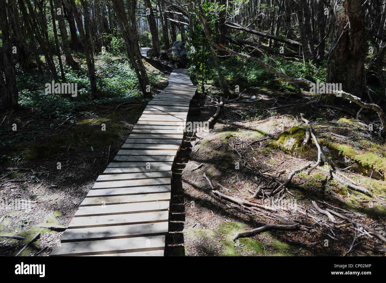 Verwitterte Holzente Boards, Weben in Entfernung, Wald, Nationalpark Alberto de Agostini, Feuerland, Chile Stockfoto