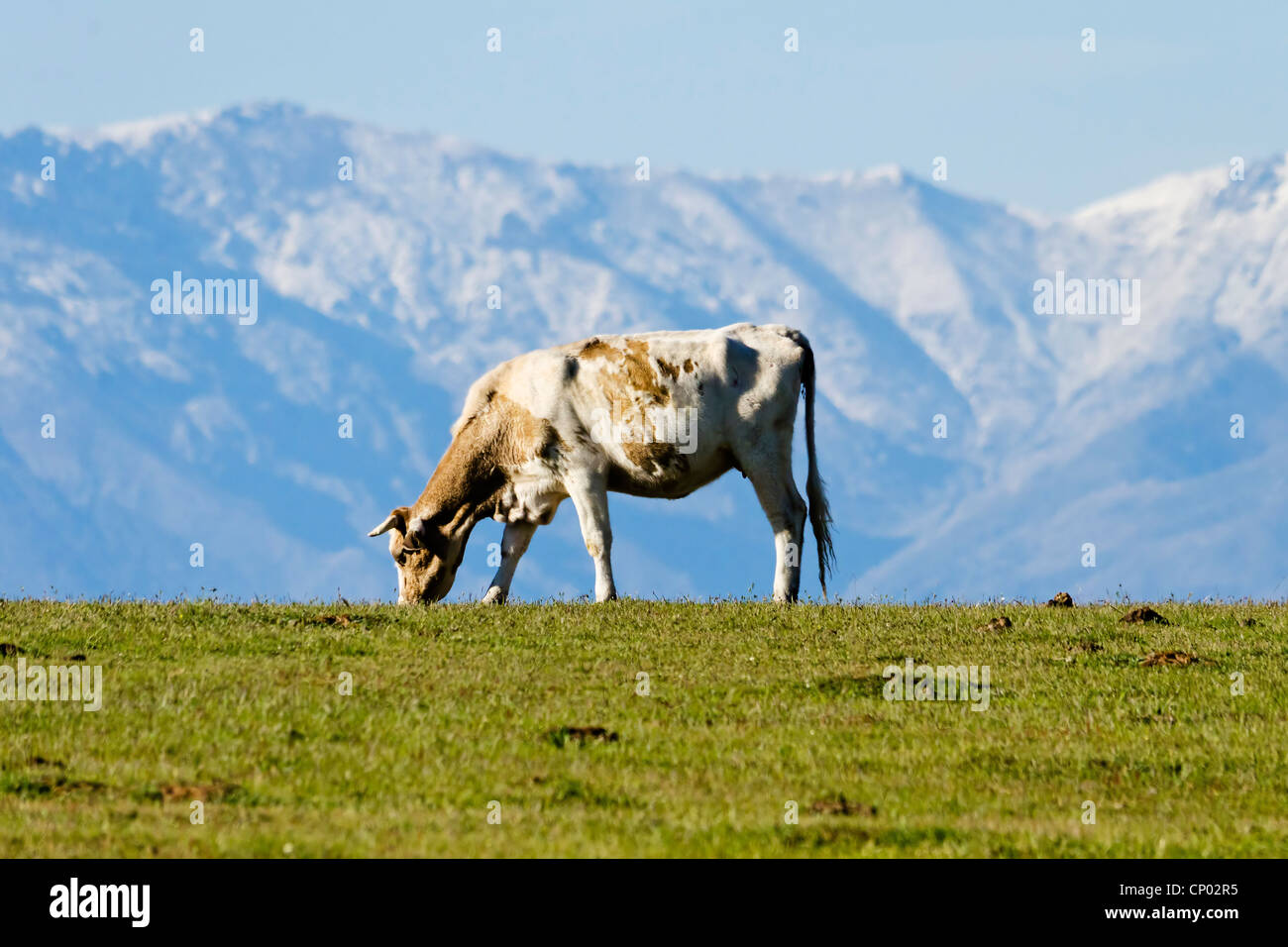 Caw und Schnee Berge Stockfoto