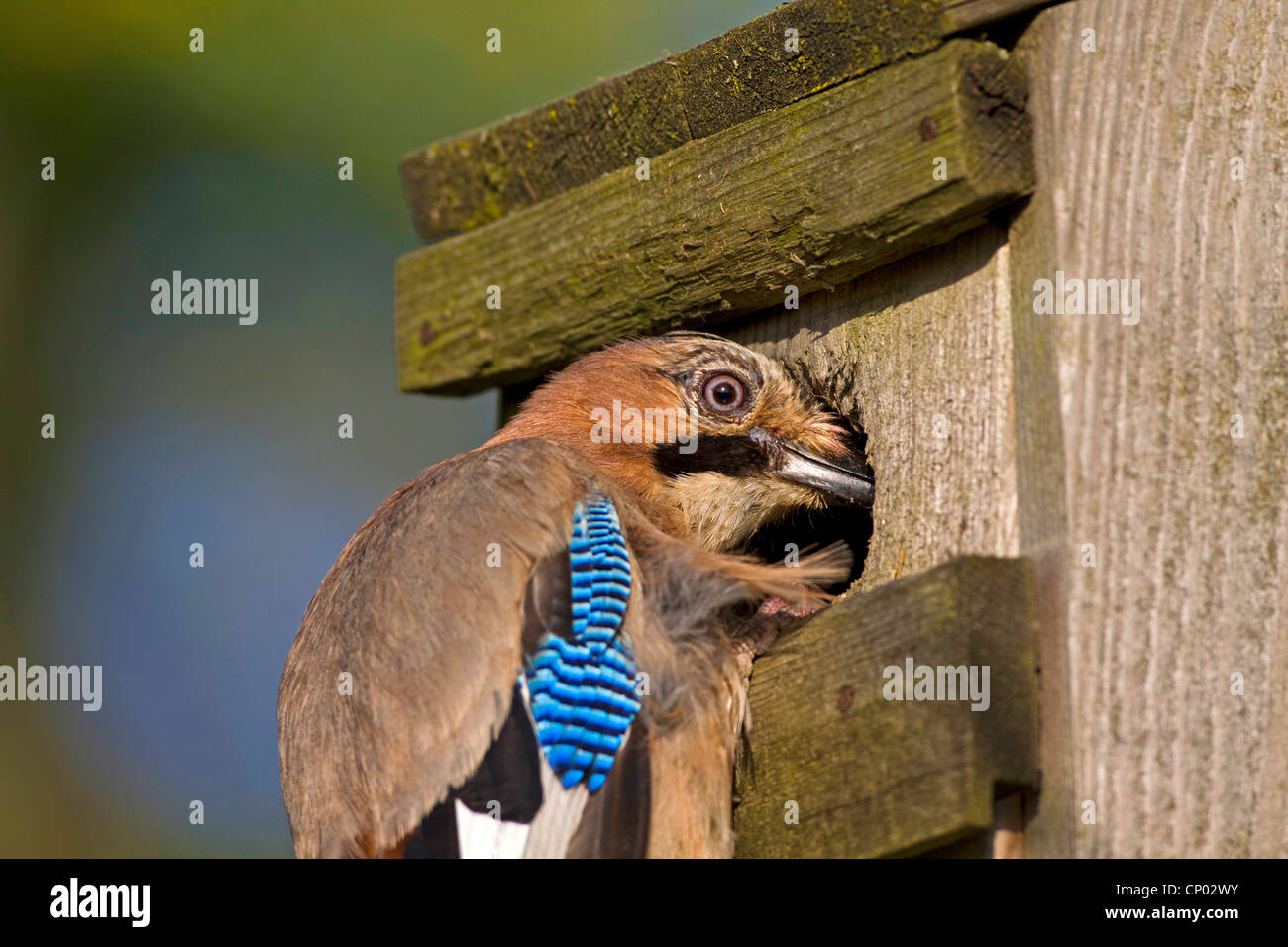 Jay (Garrulus Glandarius), sitzen auf einen Nistkasten zu Quietscher, Deutschland Stockfoto