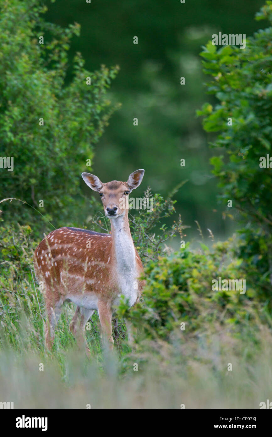 Damhirsch (Dama Dama, Cervus Dama), Weiblich neben einem Busch, Deutschland, Schleswig-Holstein Stockfoto