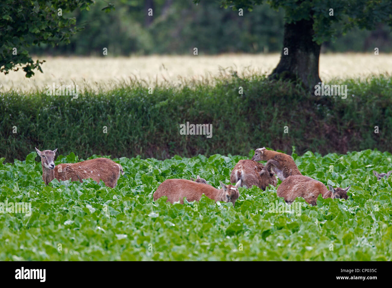 Mufflon (Ovis Musimon, Ovis Gmelini Musimon, Ovis Orientalis Musimon), Schafe und Lämmer in einem pflanzlichen Bereich, Deutschland, Schleswig-Holstein Stockfoto