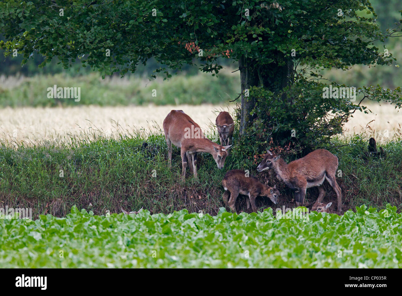 Mufflon (Ovis Musimon, Ovis Gmelini Musimon, Ovis Orientalis Musimon), Schafe und Lämmer unter einem Baum am Rande eines Feldes, Deutschland, Schleswig-Holstein Stockfoto