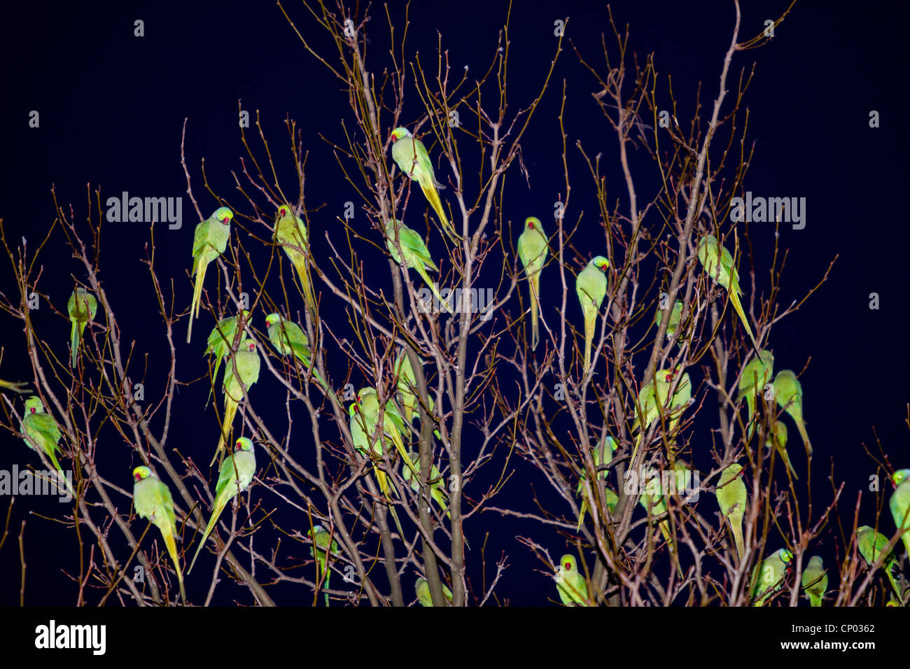 Rose-beringt Sittich (geflohen waren), strömen schlafen auf einem Baum in der Nacht, Deutschland, Hessen Stockfoto