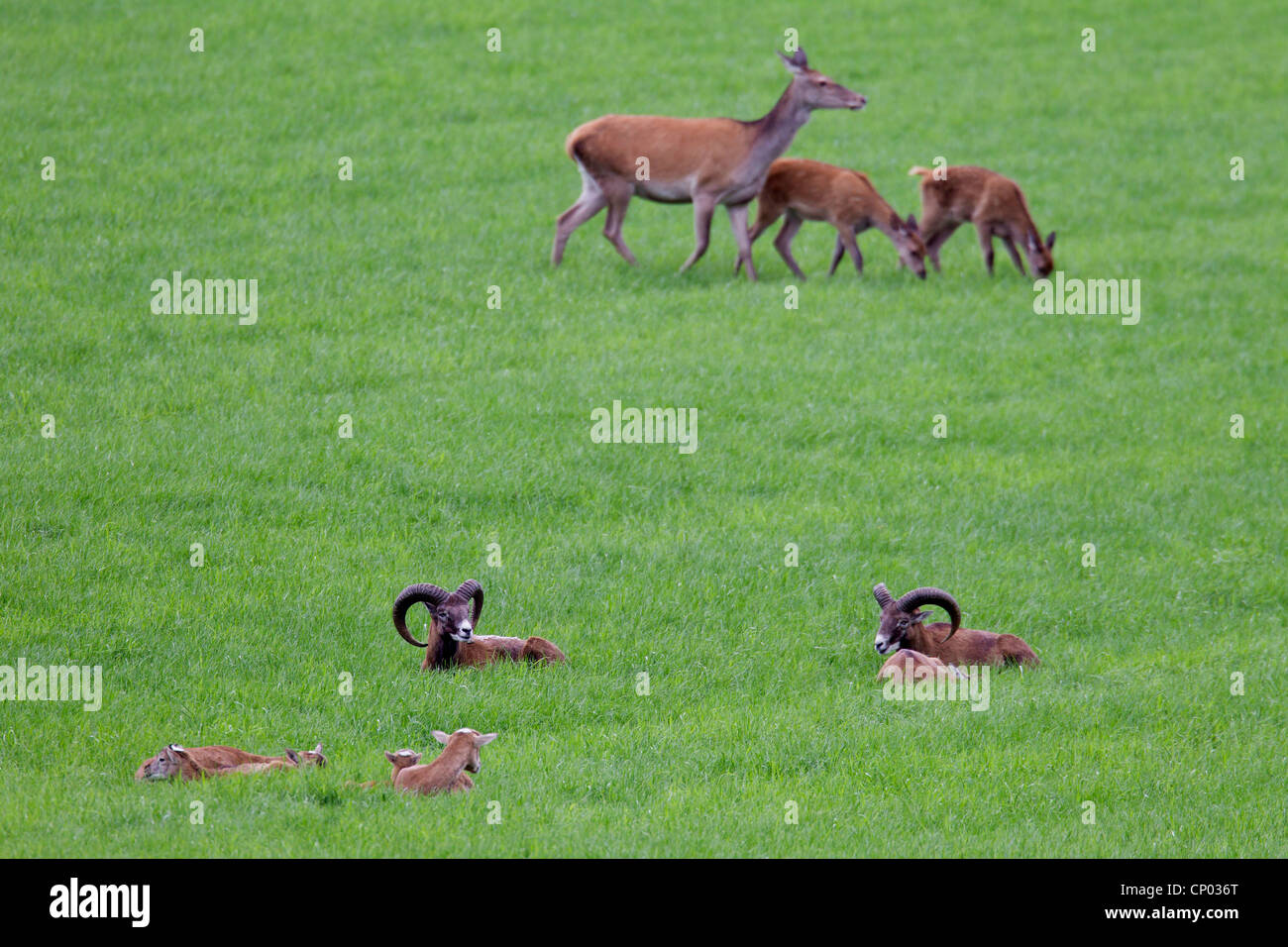 Mufflon (Ovis Musimon, Ovis Gmelini Musimon, Ovis Orientalis Musimon), Schafe und Lämmer auf einer Wiese, Deutschland, Schleswig-Holstein Stockfoto