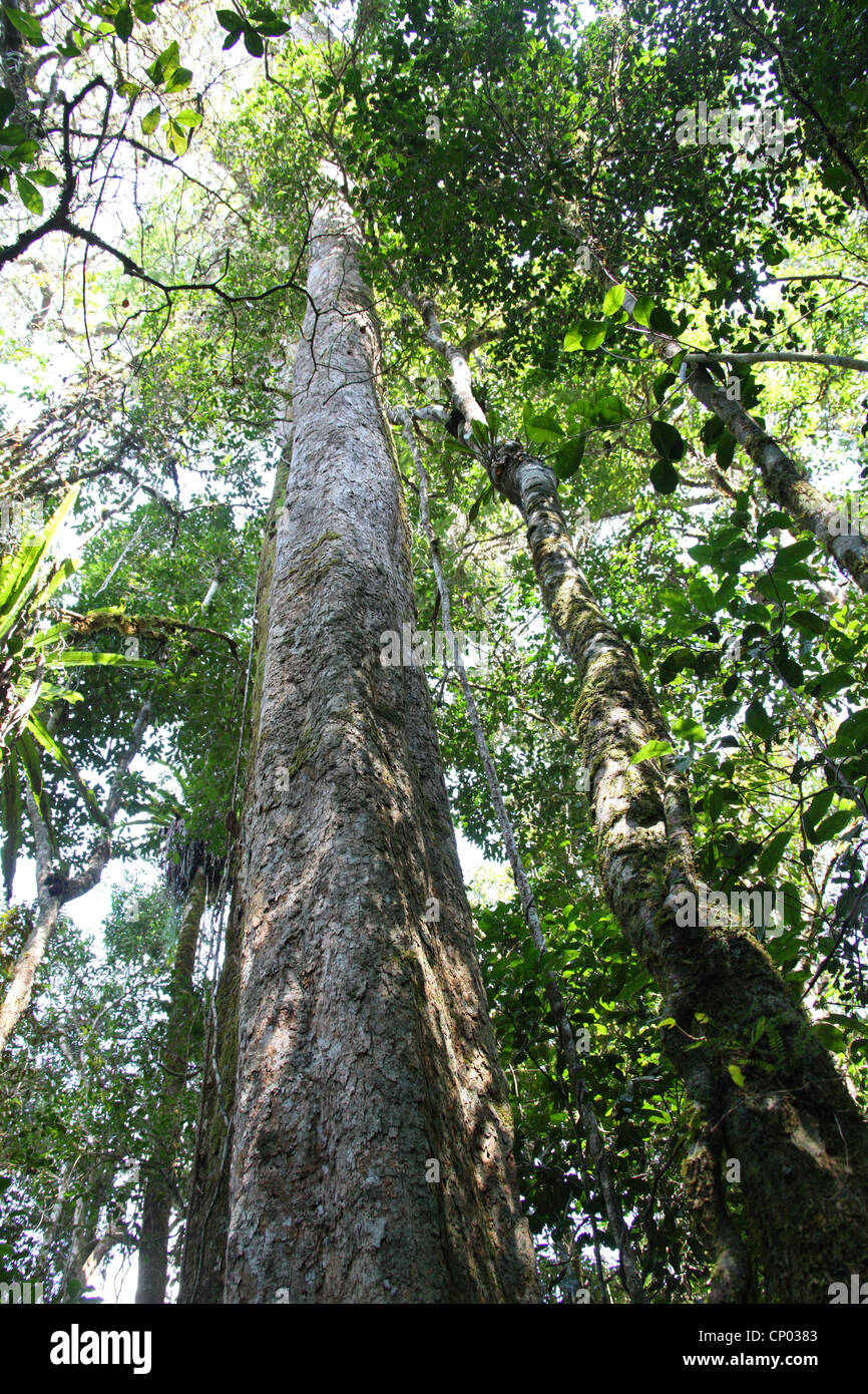 Regenwald-Bäume, Mantadia Nationalpark, Madagaskar, Afrika. Stockfoto