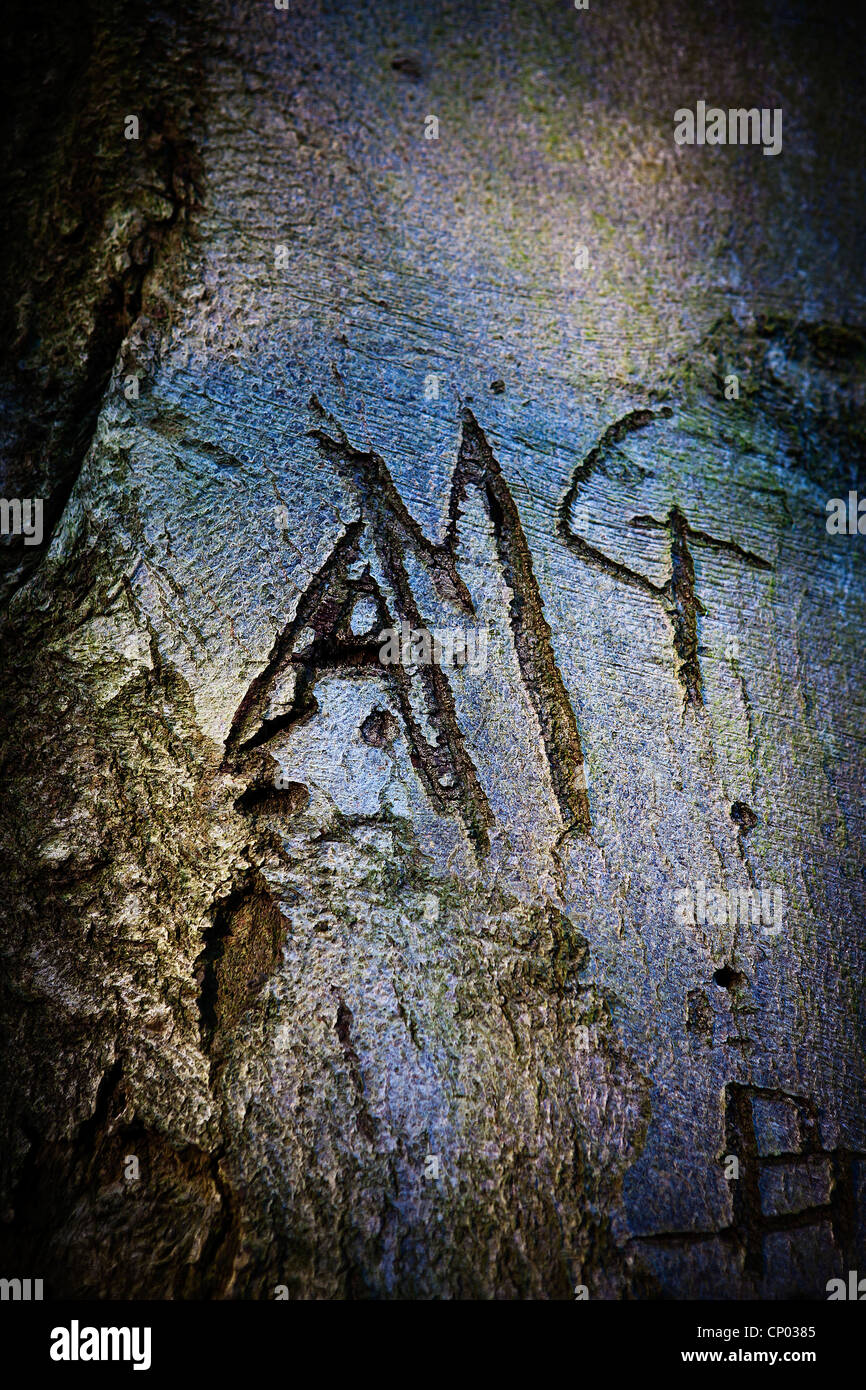 Briefe in die Rinde eines Baumes geschnitzt Stockfoto