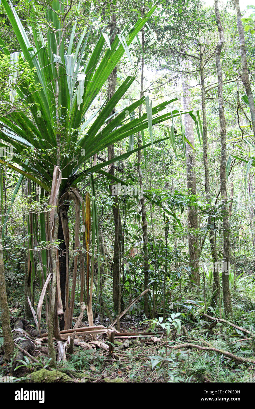 Gemeinsame oder Madagaskar Schraube Kiefer, Pandanus Utilis, Pandanaceae. In Montane Wald, Mantadia Nationalpark, Madagaskar wachsen. Stockfoto