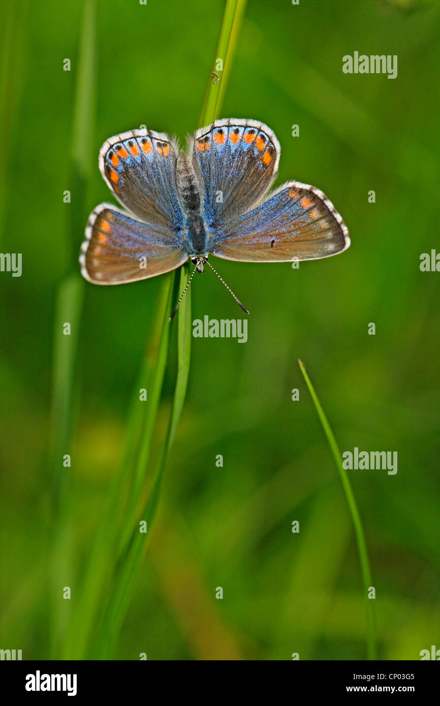 Adonis blue (Polyommatus Bellargus, Lysandra Bellargus), Weiblich, Deutschland, Baden-Württemberg Stockfoto