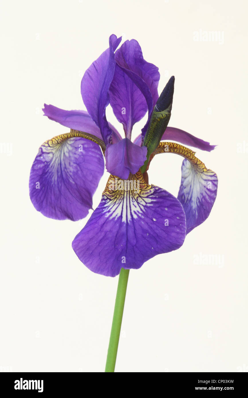 Sibirische Schwertlilie (Iris Sibirica), Blume, Freisteller, Deutschland Stockfoto