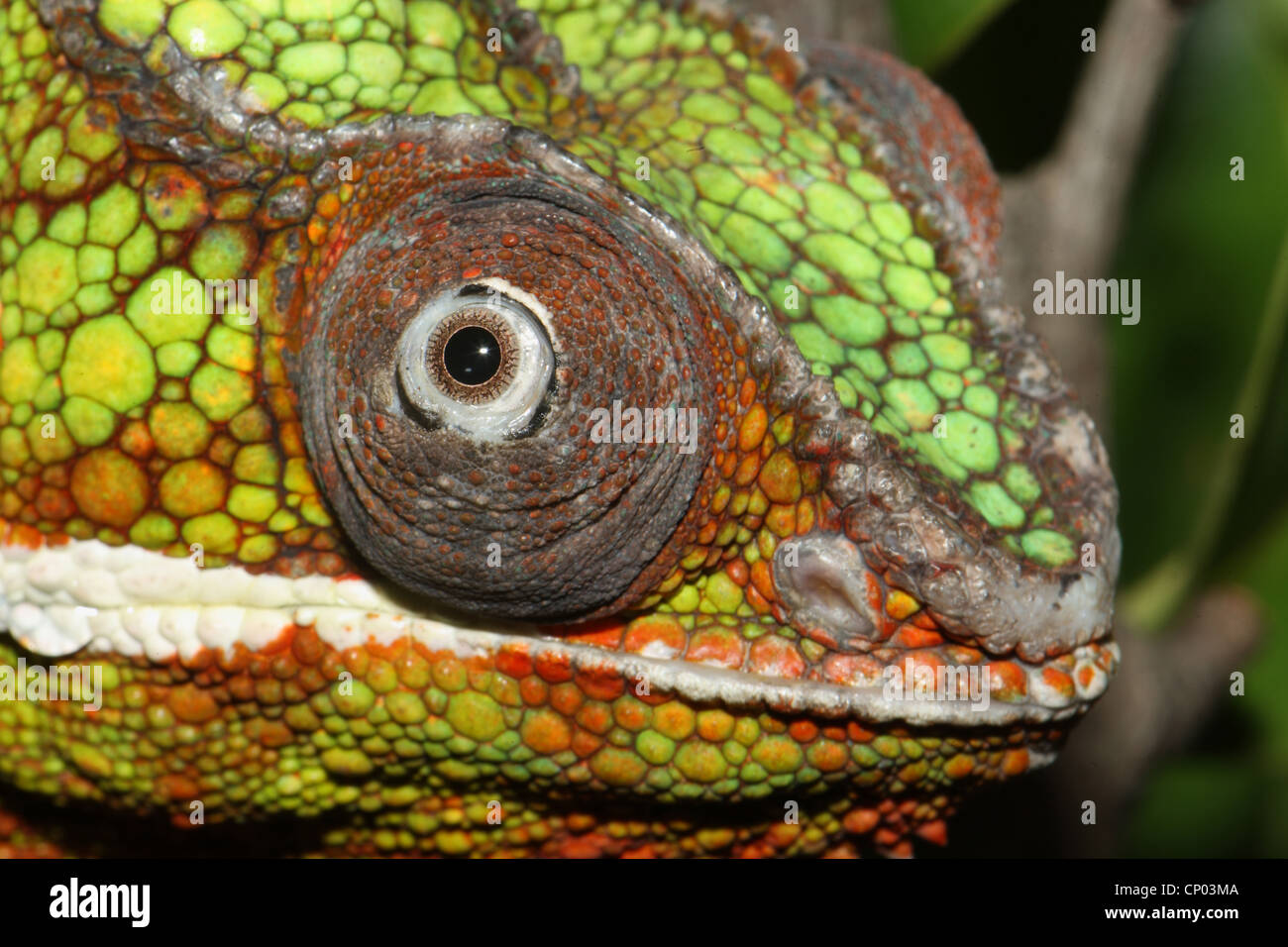 Pantherchamäleon (Furcifer Pardalis), portrait Stockfoto