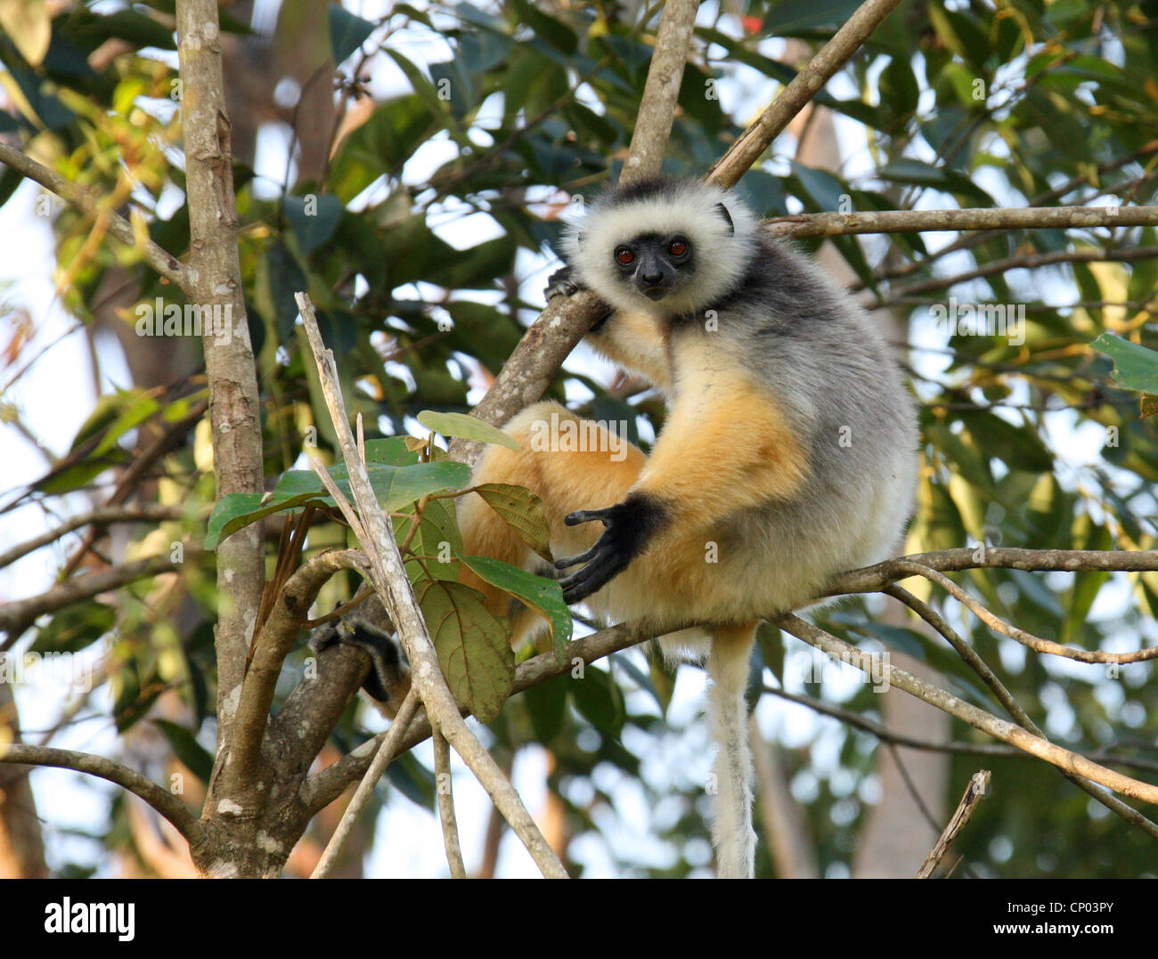 Matrizengeformte Sifaka, Propithecus Diadema, Indriidae, Primaten. Vakona Forest Lodge Reserve, Andasibe, Madagaskar, Afrika. Stockfoto