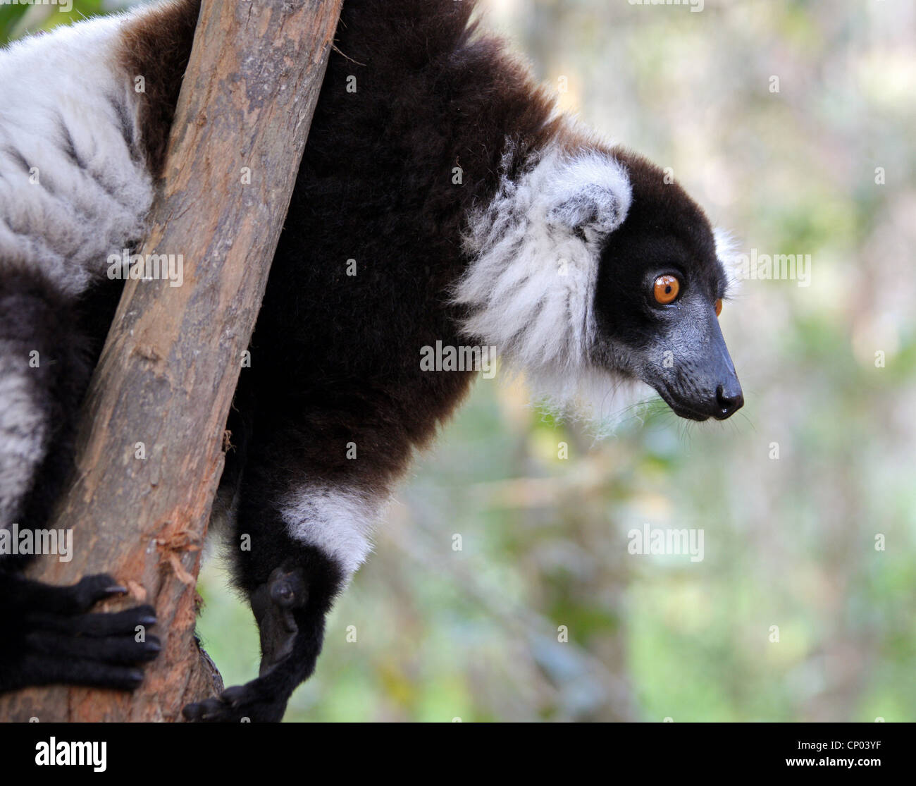 Schwarz und weiß Ruffed Lemur, Varecia Variegata, Lemurinae, Lemuridae. Vakona Lodge Waldreservat, Andasibe, Madagaskar. Stockfoto