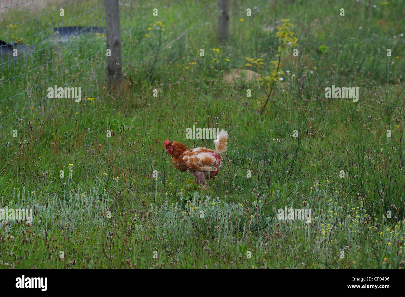 Hausgeflügel (Gallus Gallus F. Domestica), mit gerupften Federn auf einer Wiese, Deutschland, Stockfoto