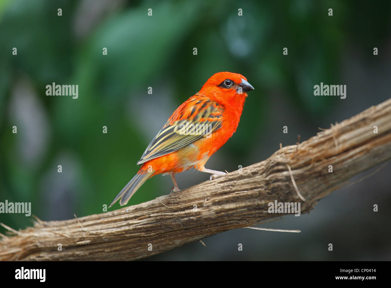 Madagaskar fody oder rotes fody foudia madagascariensis Fotos und