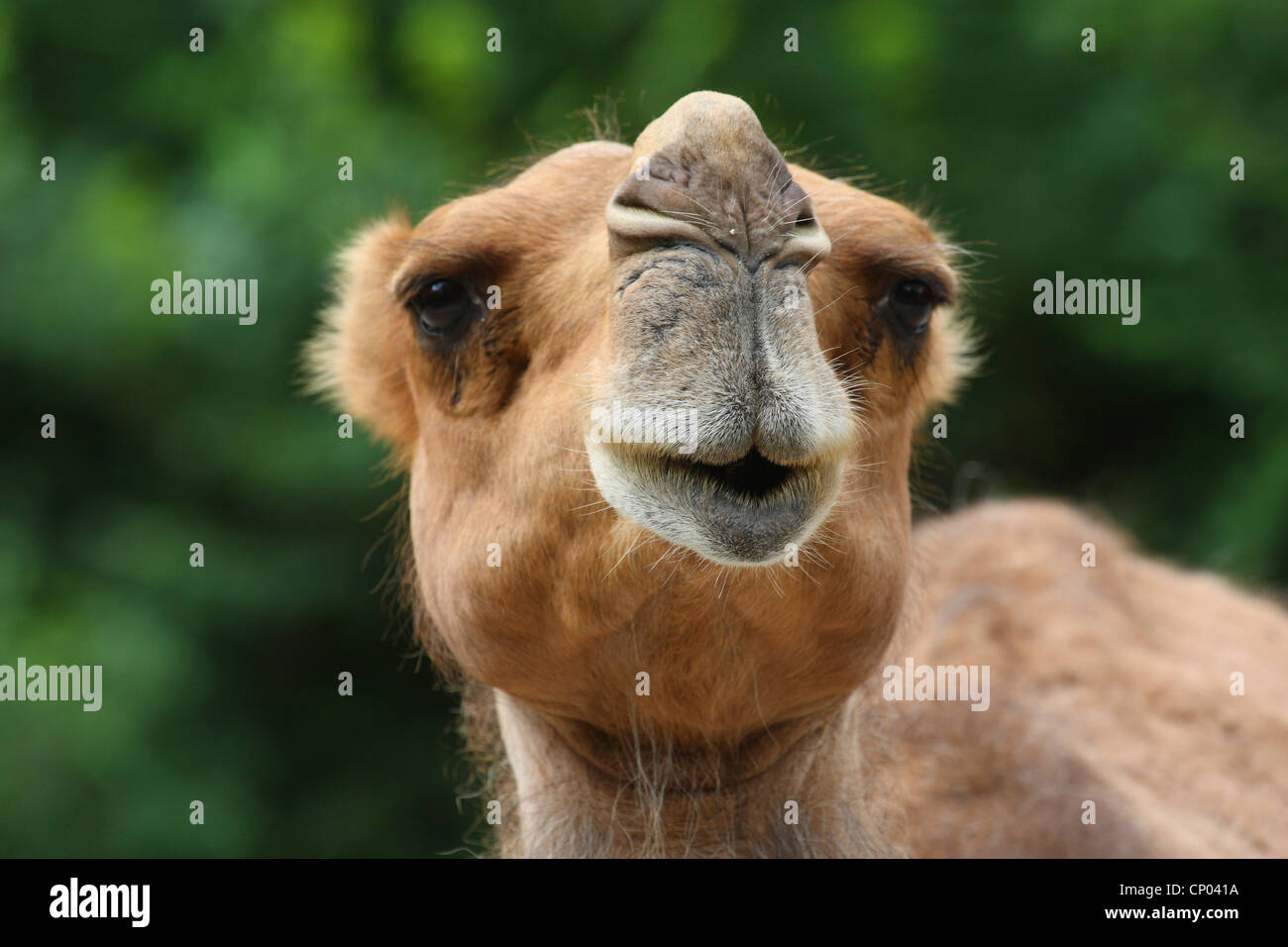 Dromedar, einen buckligen Kamel (Camelus Dromedarius), portrait Stockfoto