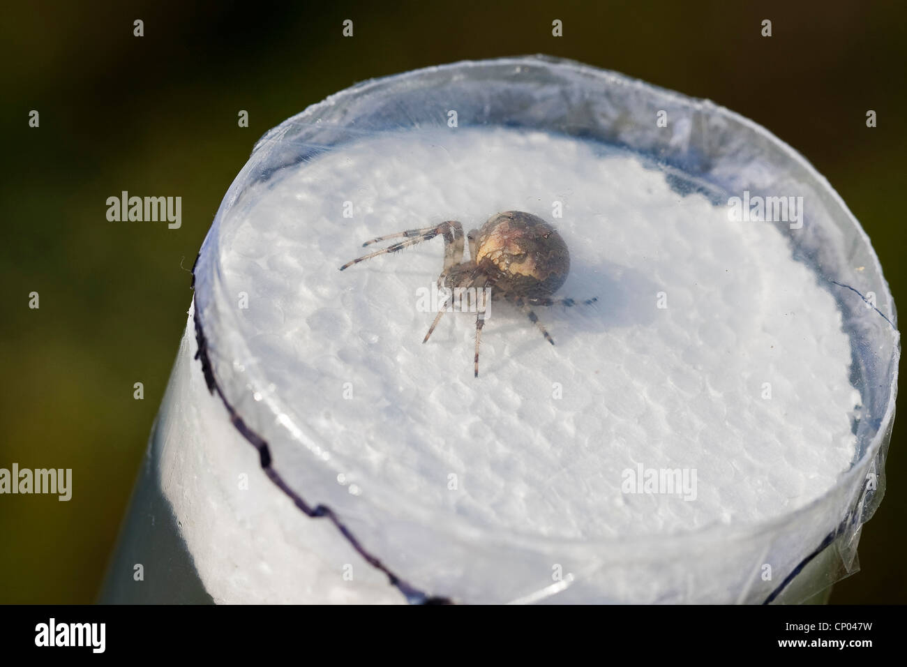 Spinne in einer Beobachtung Glas, Deutschland Stockfoto