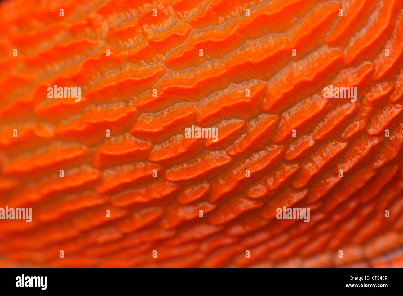 große rote Nacktschnecke, größere rote Nacktschnecke, Schokolade Arion (Arion Rufus), Makroaufnahme eines Teils der Haut, Deutschland Stockfoto