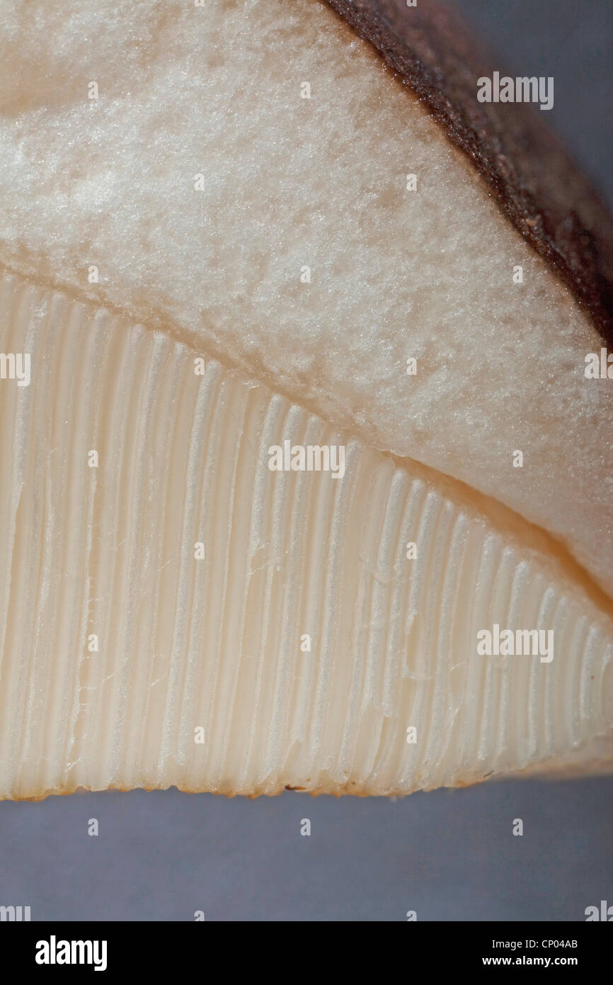 braune Birch Bolete (Leccinum Scabrum, Boletus Scaber), längs-Schnitt der Poren auf der Unterseite des Pilzes, Deutschland Stockfoto