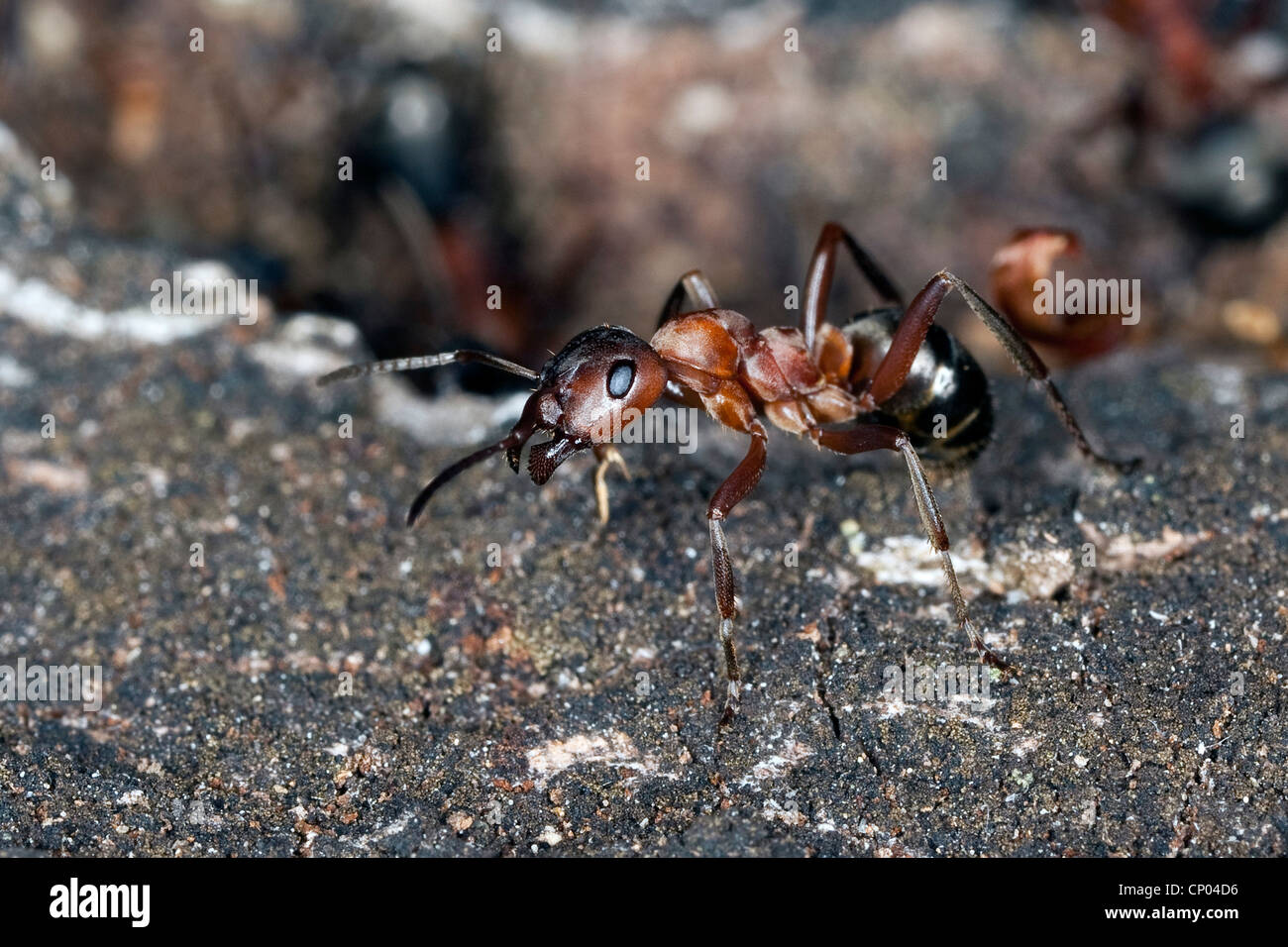 Blut-rote Ameise, Slave – Making Ameisen (Formica sanguineaund, Raptiformica sanguineaund), auf Rinde Stockfoto