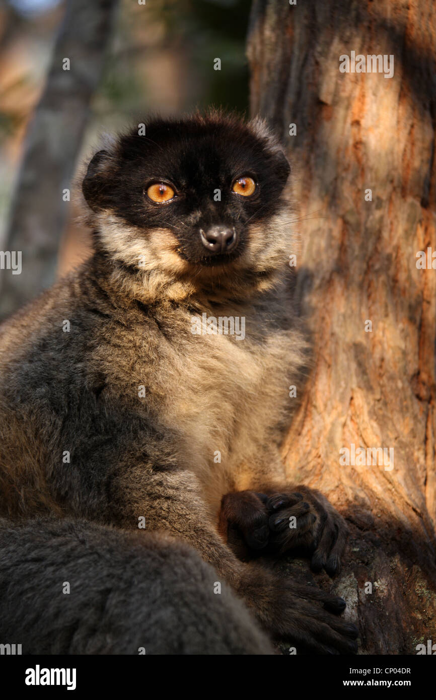 Gemeinsame Braun Lemur, Eulemur fulvus, lemuridae. Vakona Forest Lodge Andasibe, Madagaskar. Stockfoto