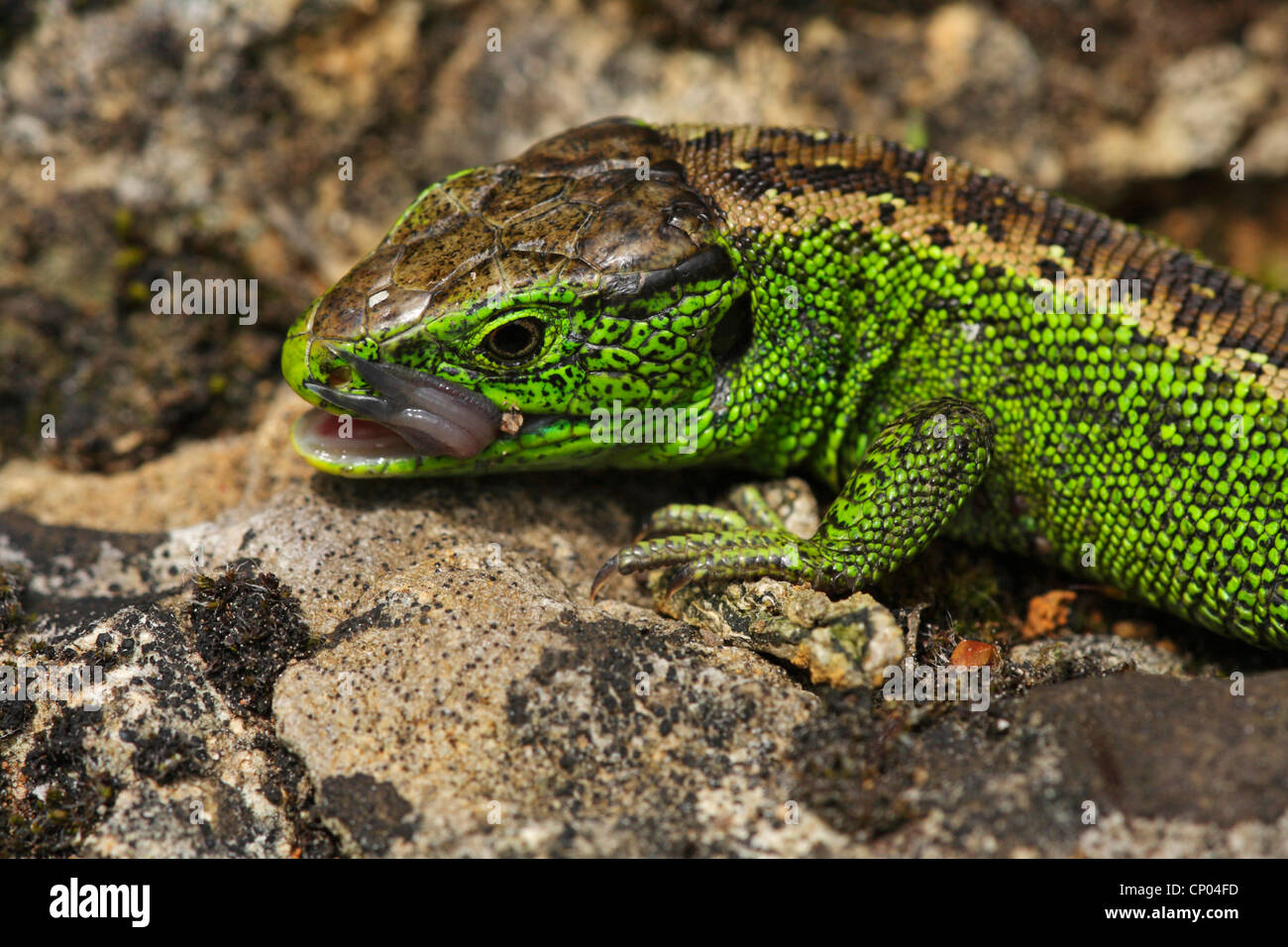 Zauneidechse (Lacerta Agilis), sitzt auf einem Felsen lecken Maul, Deutschland, Baden-Württemberg, Leinzell Stockfoto