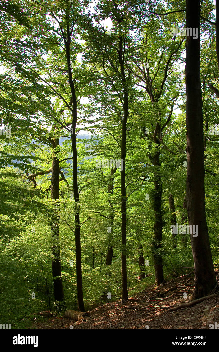 Rotbuche (Fagus Sylvatica), Wald mit Buche und Eiche, Deutschland Stockfoto