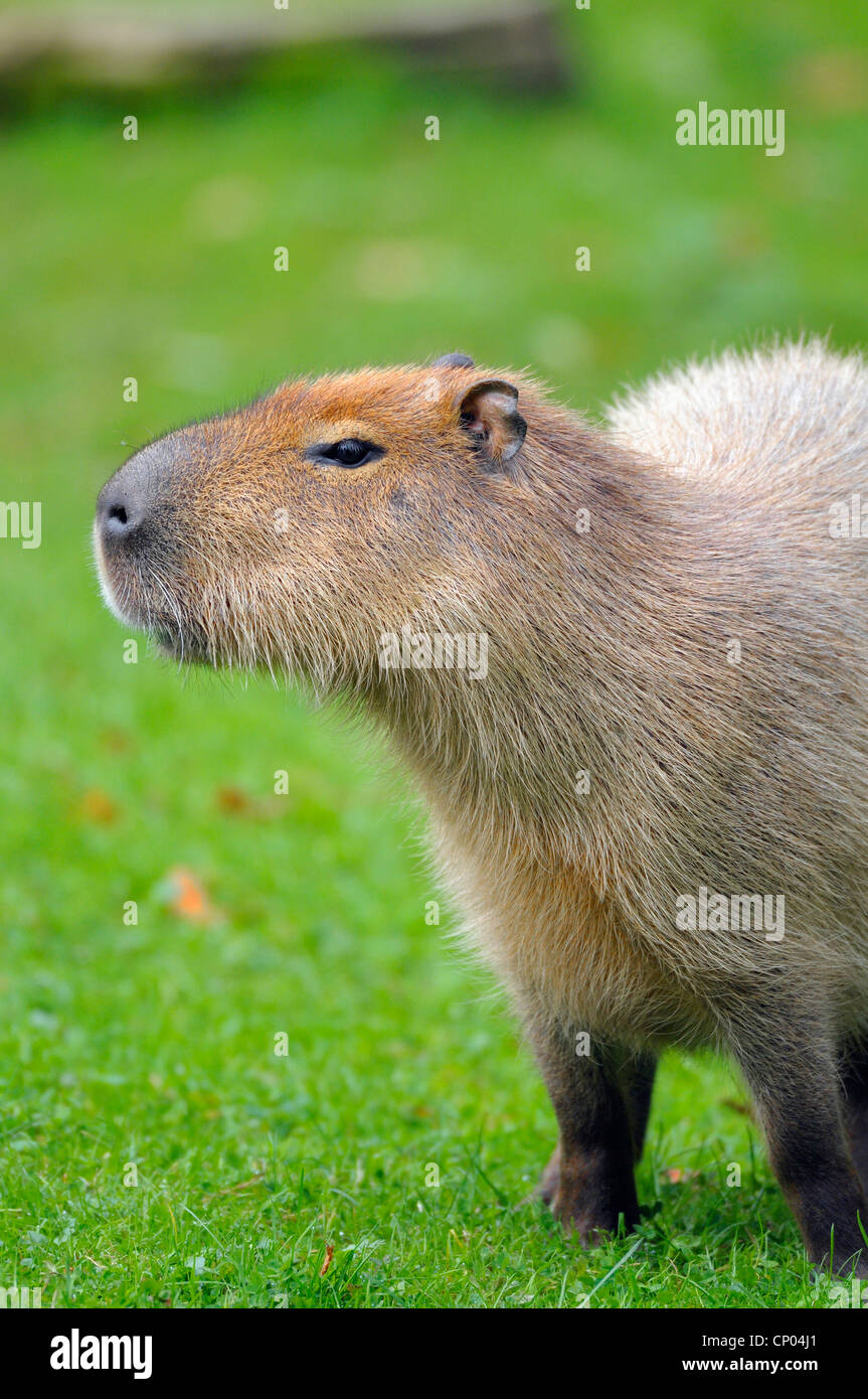 Capybara, Carpincho (Hydrochaeris Hydrochaeris, Hydrochoeris Hydrochaeris), auf einer Wiese, Deutschland Stockfoto