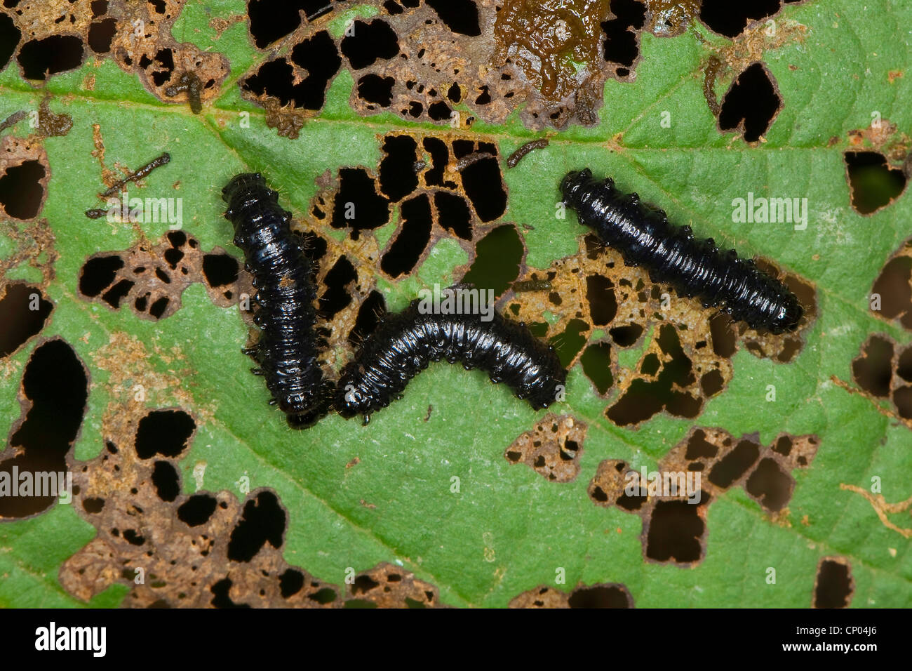 Erle Getreidehähnchen (Agelastica Alni), Larven ernähren sich von Erle Blätter, Deutschland Stockfoto